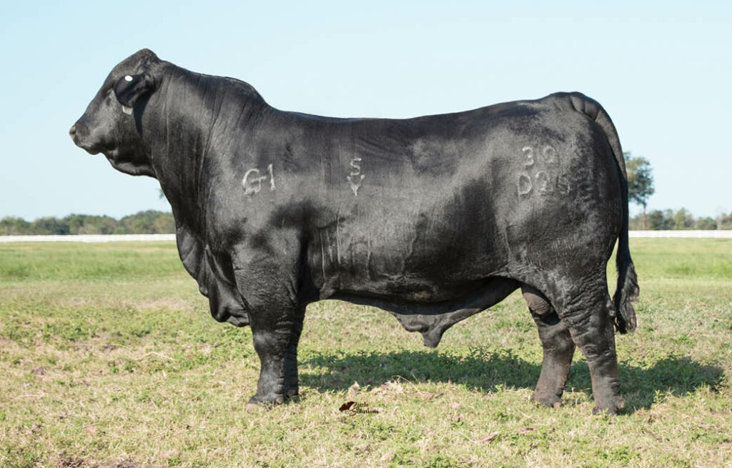 Brangus Cattle for Sale | GENETRUST