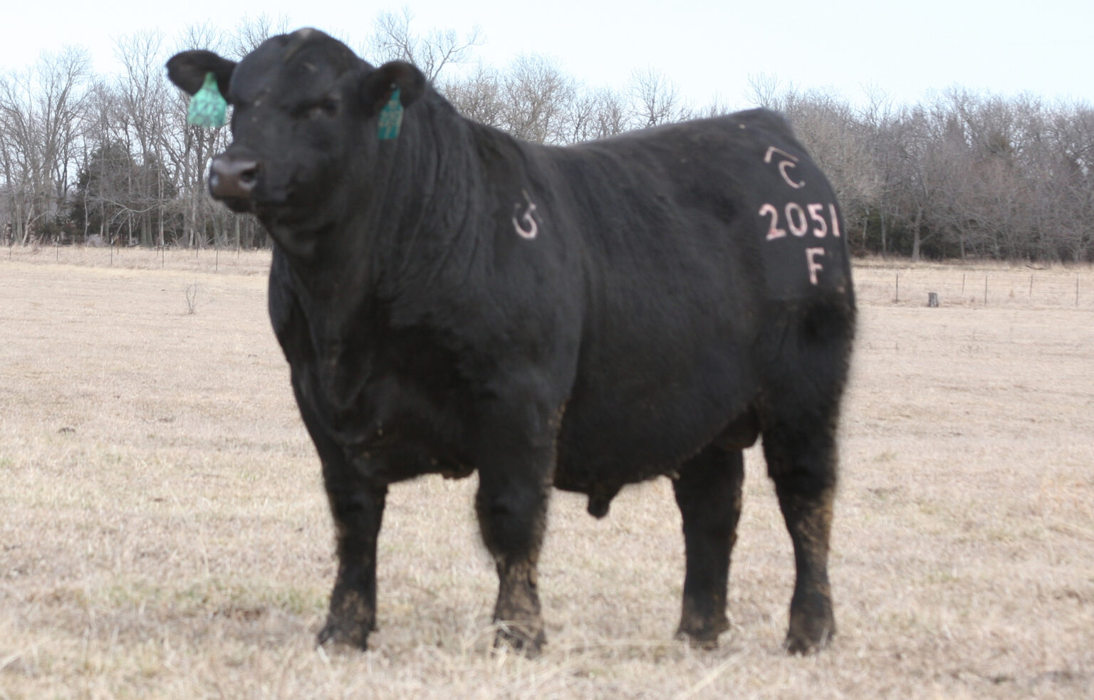 Brangus Cattle for Sale