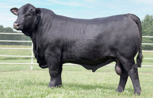 Brangus Cattle for Sale | GENETRUST