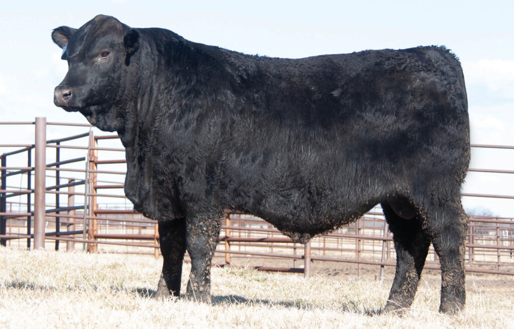 Brangus Cattle for Sale | GENETRUST