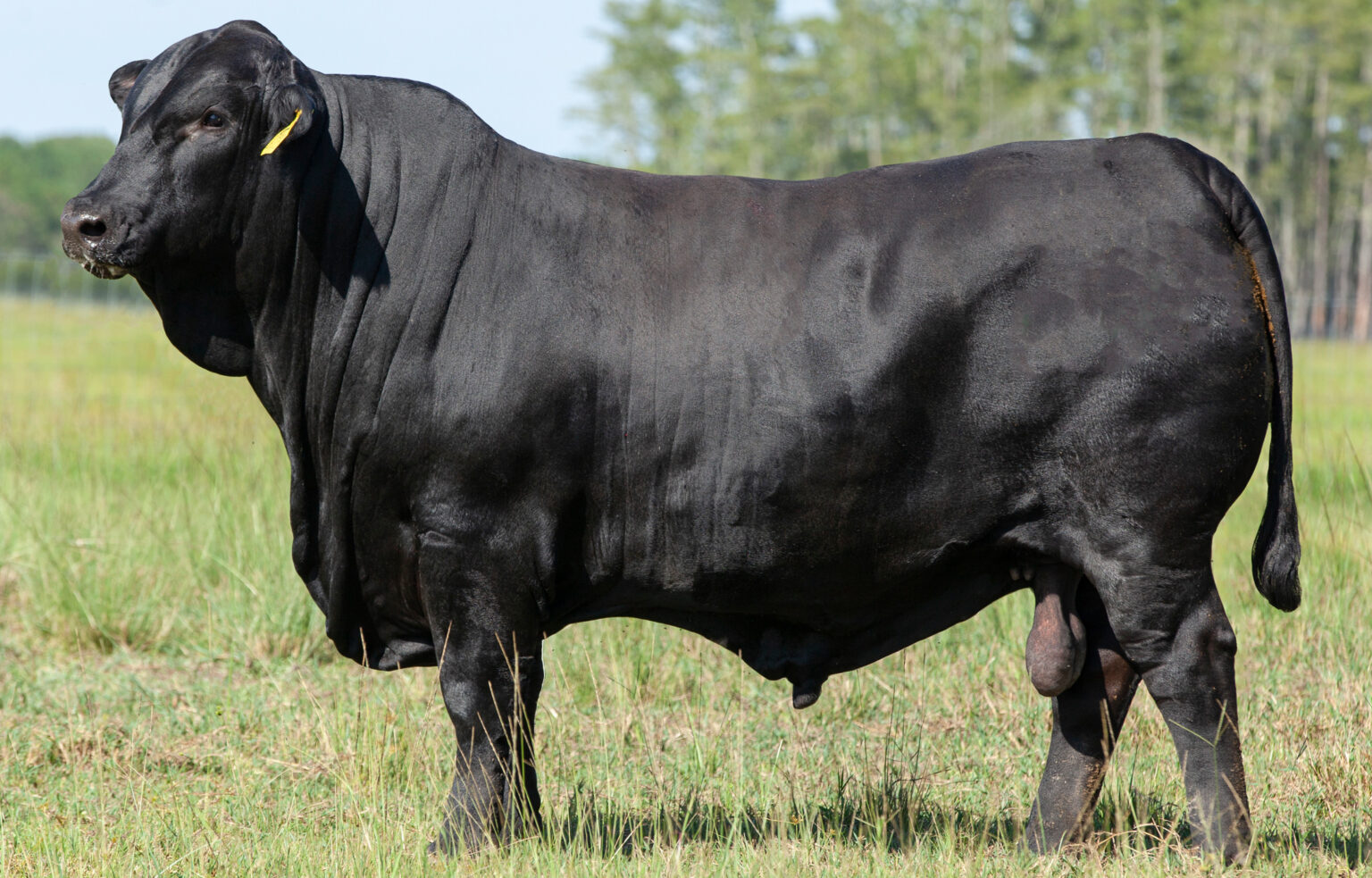 Brangus Cattle for Sale | GENETRUST