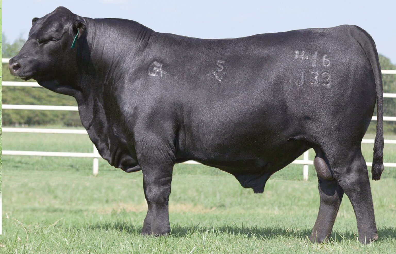 Brangus Cattle for Sale | GENETRUST