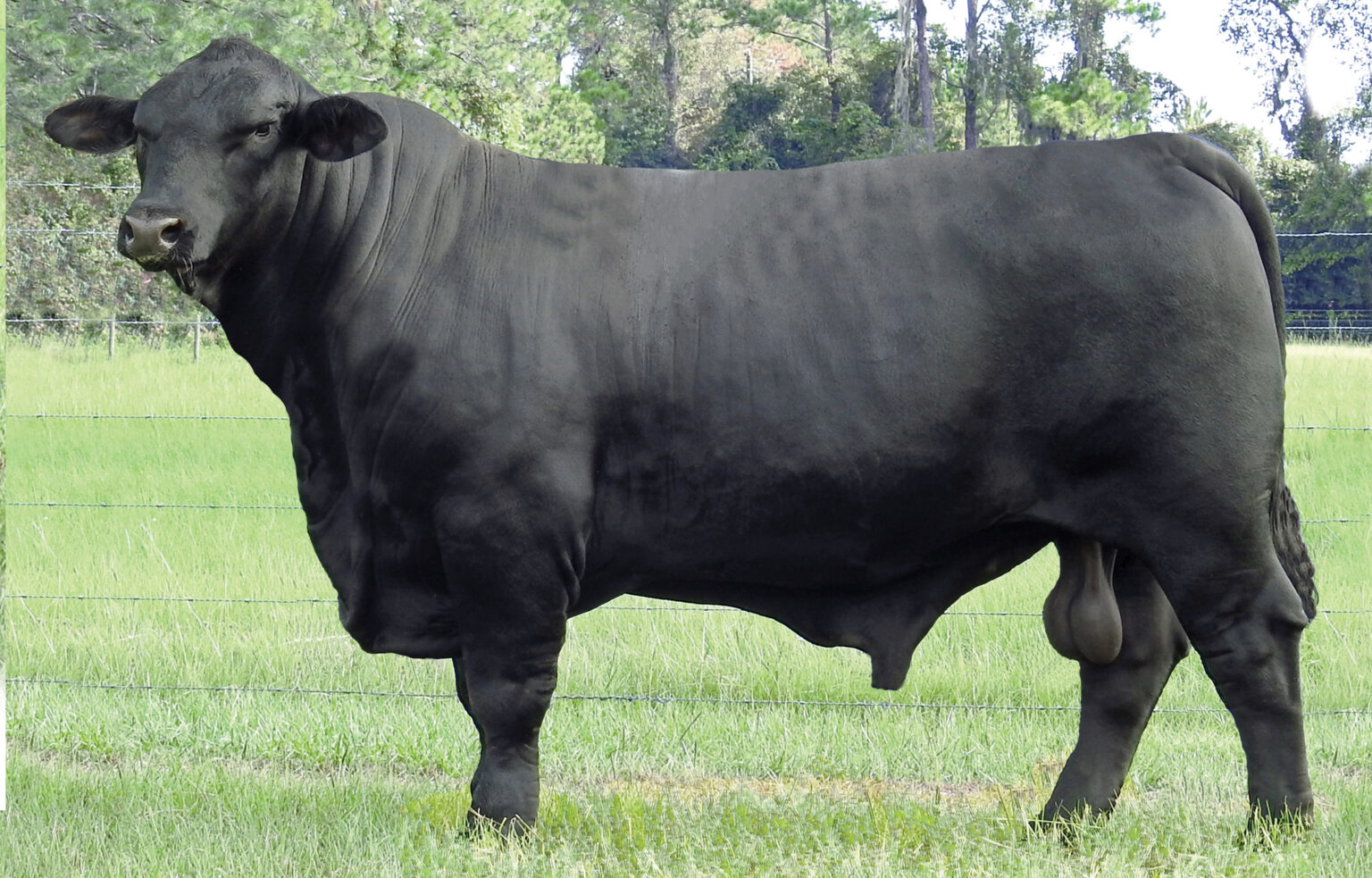 Brangus Cattle for Sale