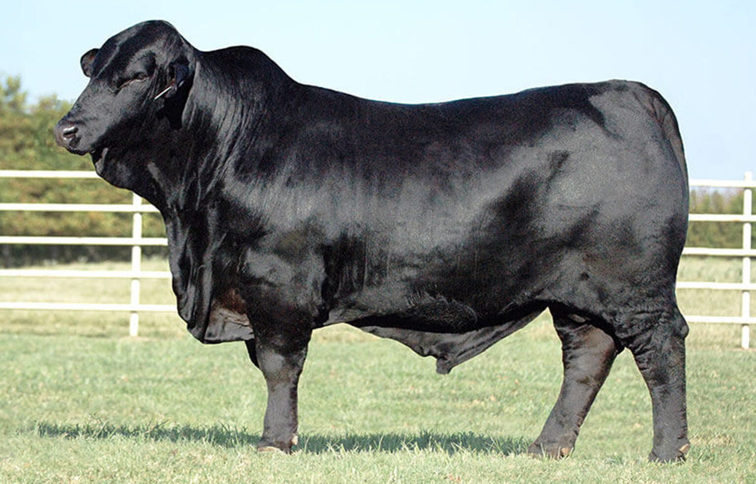 Brangus Cattle for Sale | GENETRUST